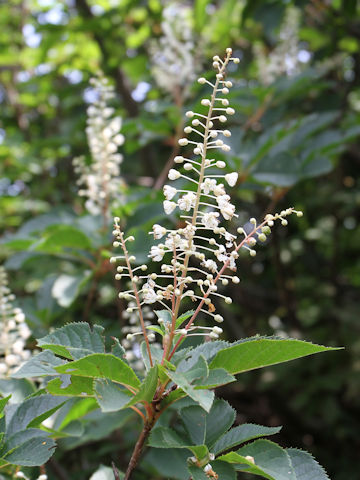 Clethra barbinervis