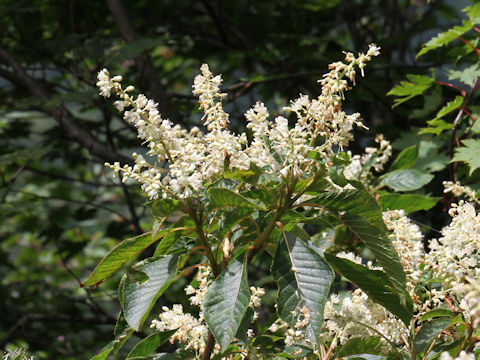 Clethra barbinervis