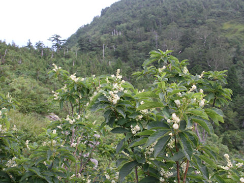 Clethra barbinervis