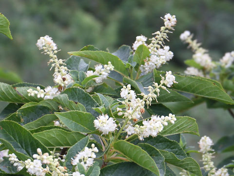 Clethra barbinervis