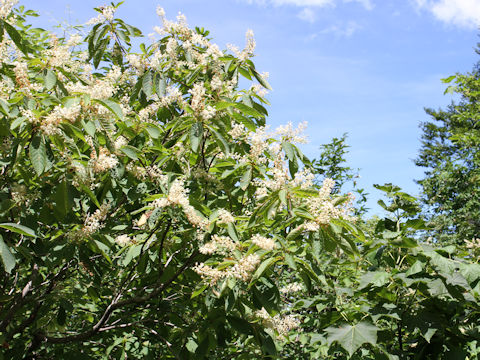 Clethra barbinervis