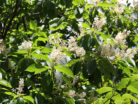 Clethra barbinervis