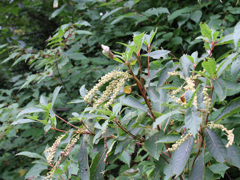 Clethra barbinervis