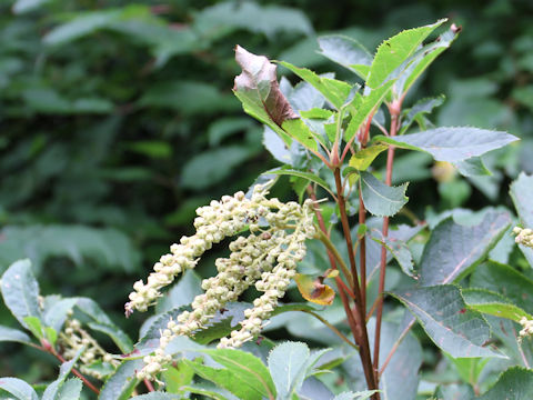 Clethra barbinervis