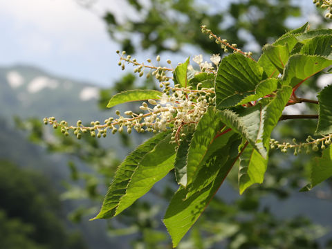 Clethra barbinervis