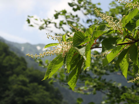 Clethra barbinervis