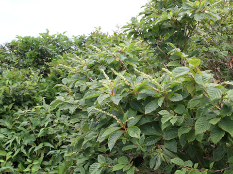 Clethra barbinervis