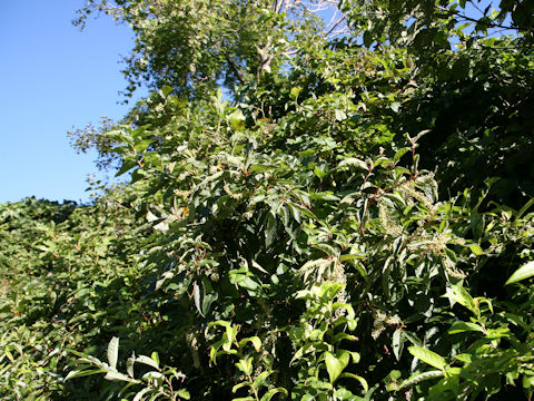 Clethra barbinervis