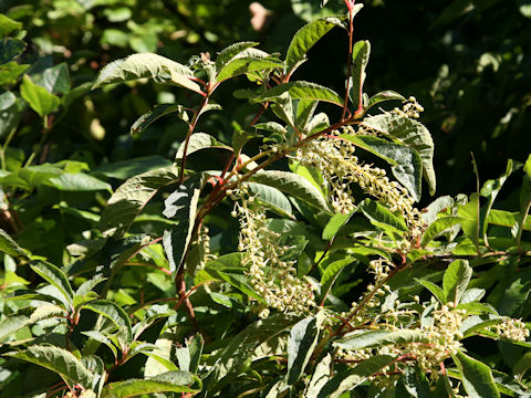 Clethra barbinervis