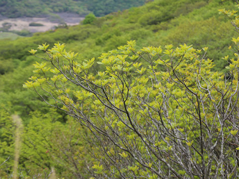 Clethra barbinervis