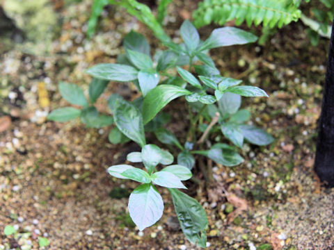 Strobilanthes cusia