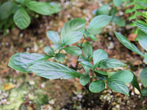 Strobilanthes cusia