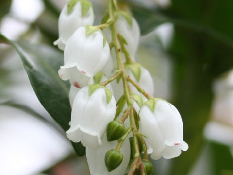 Pieris koidzumiana