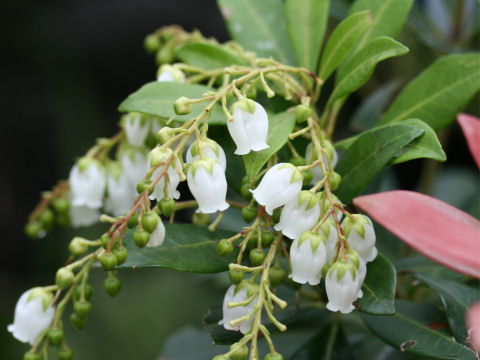 Pieris koidzumiana