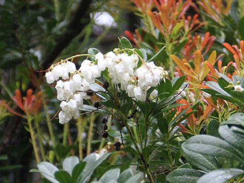 Pieris koidzumiana