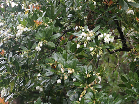 Pieris koidzumiana