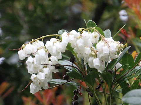 Pieris koidzumiana