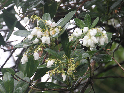 Pieris koidzumiana