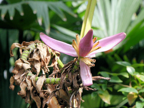 Musa balbisiana