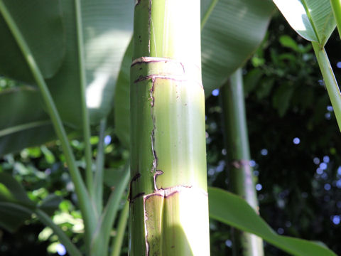 Musa balbisiana