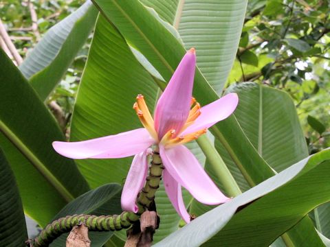 Musa balbisiana