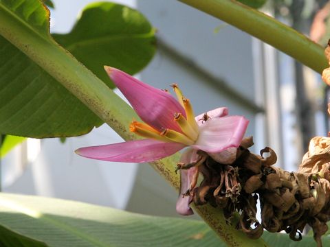 Musa balbisiana