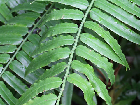 Angiopteris lygodiifolia