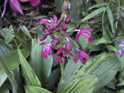 Calanthe okinawensis