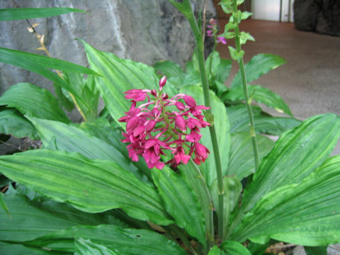 Calanthe okinawensis