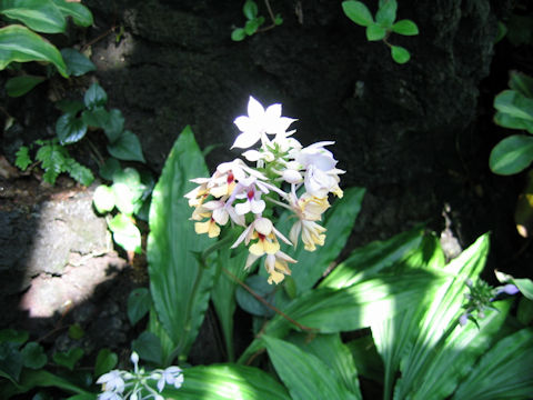 Calanthe okinawensis