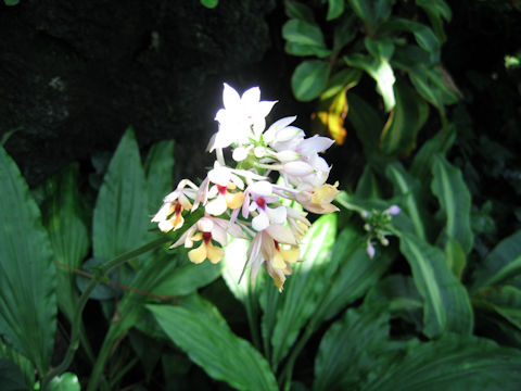 Calanthe okinawensis