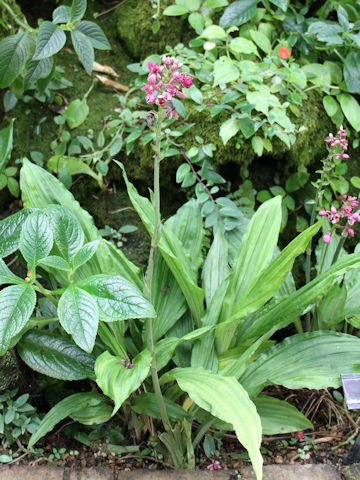 Calanthe okinawensis