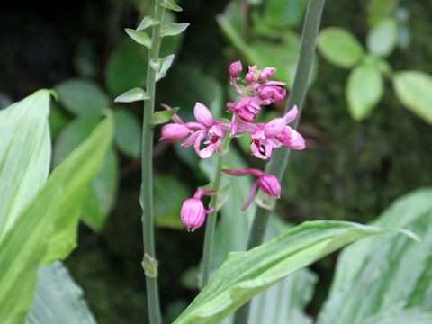 Calanthe okinawensis