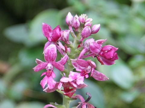 Calanthe okinawensis