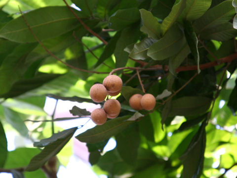 Dimocarpus longan