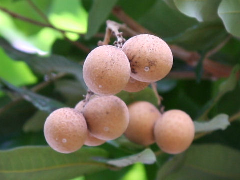 Dimocarpus longan