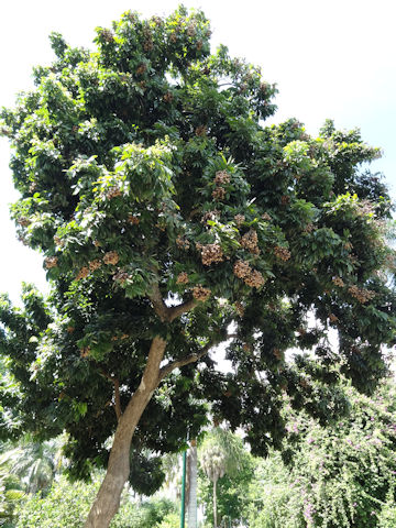 Dimocarpus longan