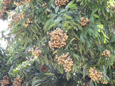 Dimocarpus longan