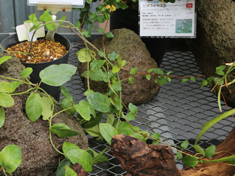 Cynanchum liukiuense