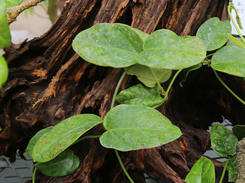 Cynanchum liukiuense