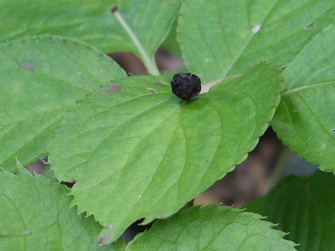 Helwingia japonica ssp. liukiuensis