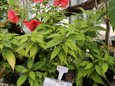 Helwingia japonica ssp. liukiuensis