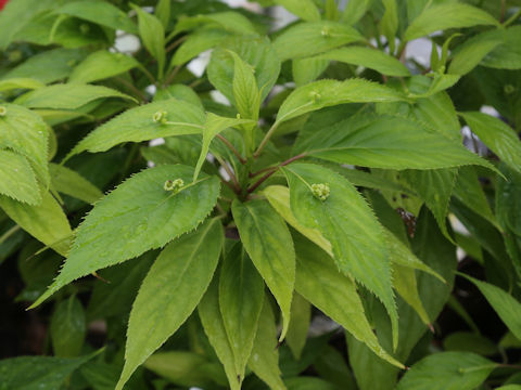 Helwingia japonica ssp. liukiuensis