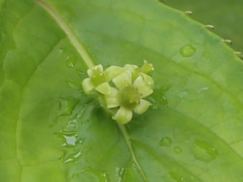 Helwingia japonica ssp. liukiuensis