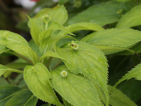 Helwingia japonica ssp. liukiuensis