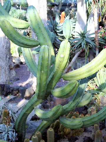 Myrtillocactus geometrizans