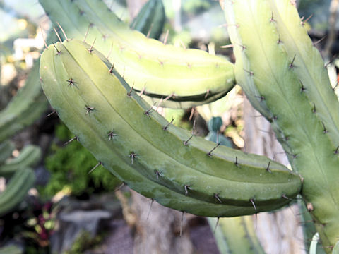 Myrtillocactus geometrizans