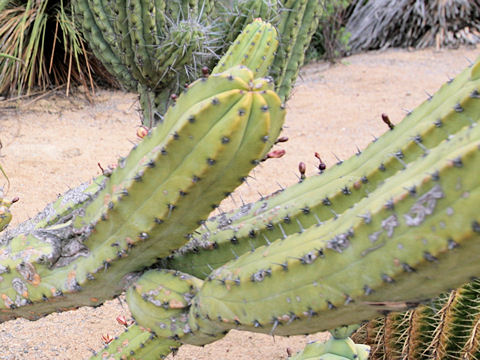 Myrtillocactus geometrizans