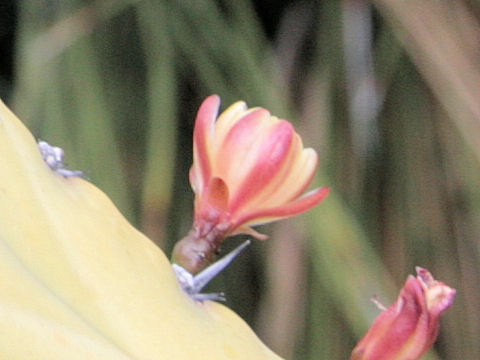 Myrtillocactus geometrizans