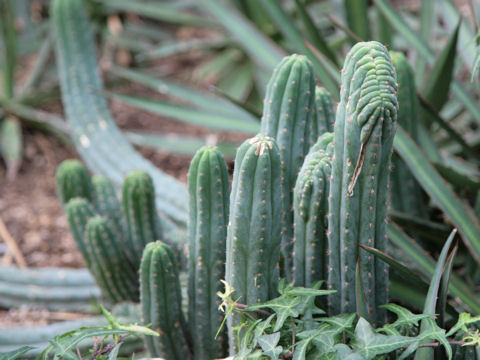 Myrtillocactus geometrizans f. cristata